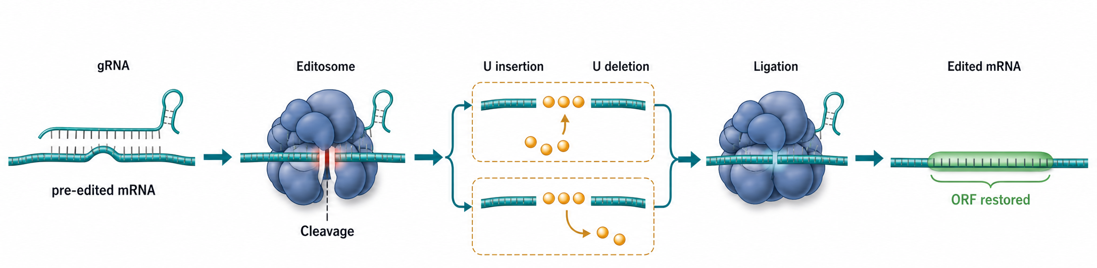 Figure 104.3. Kinetoplastid guide RNA-directed uridine editing