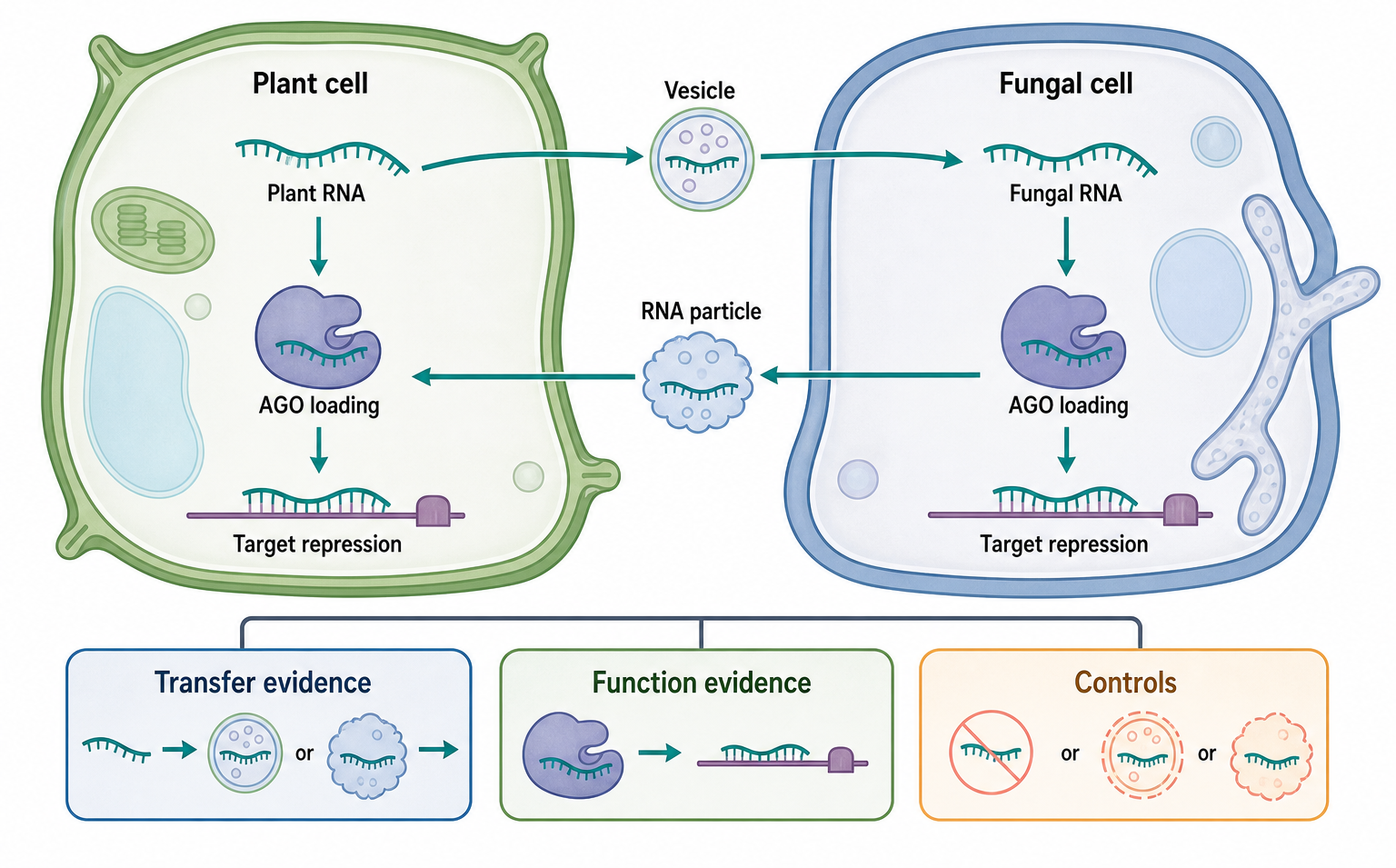 Figure 104.4. Cross-kingdom RNA exchange at a plant-fungal interface