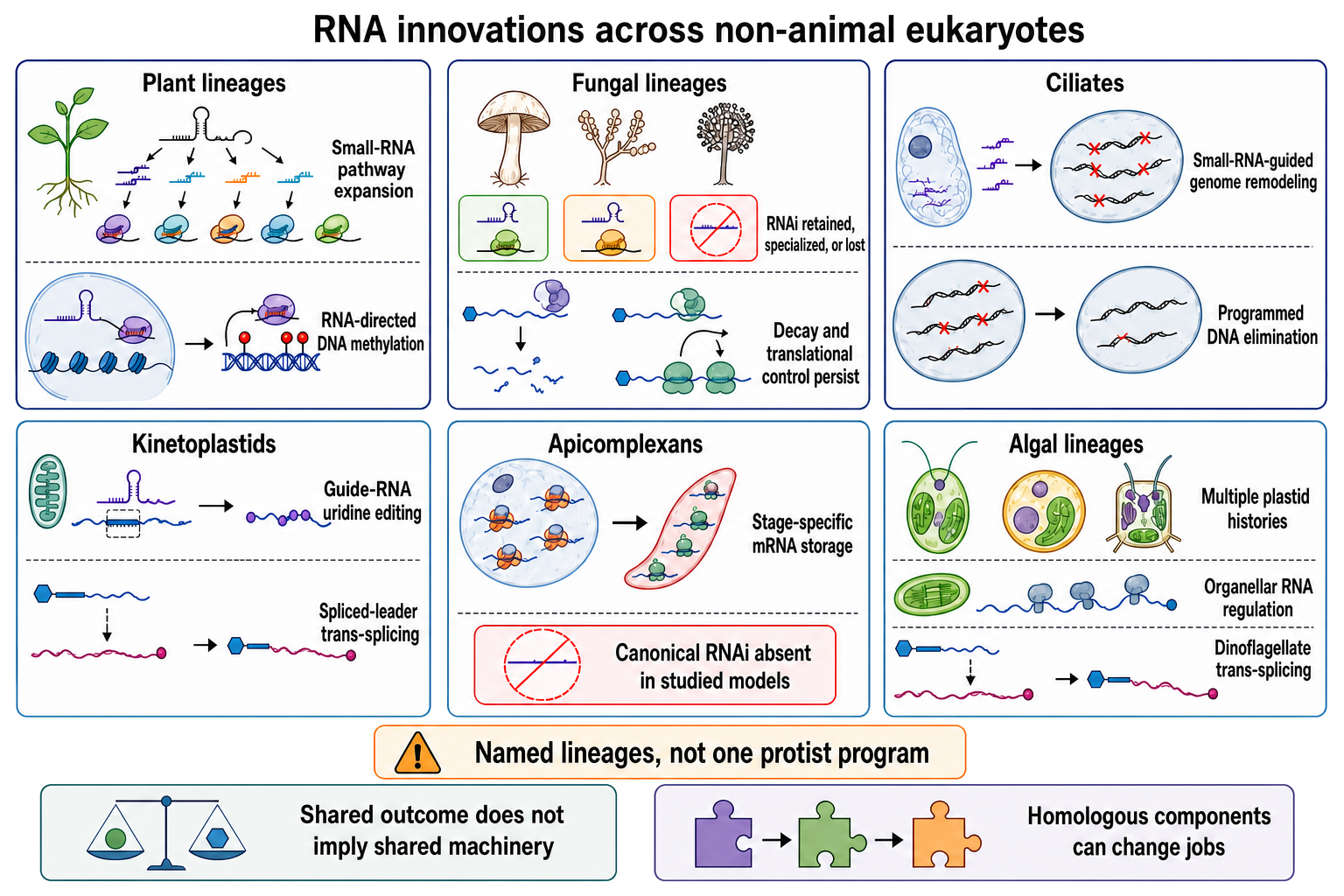 Figure 104.5. RNA innovations across non-animal eukaryotic lineages