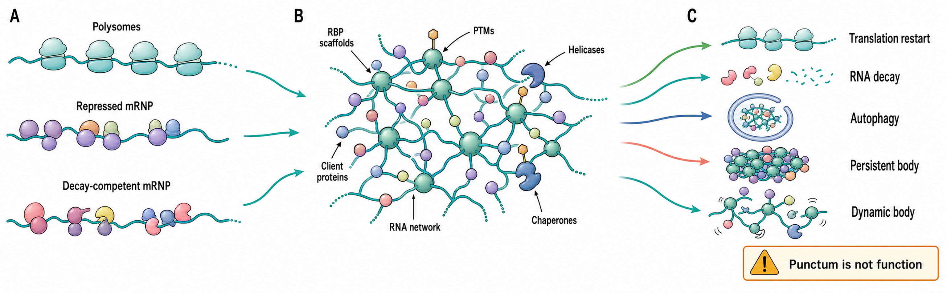 Figure 105.1. Molecular logic of RNP granule life cycles