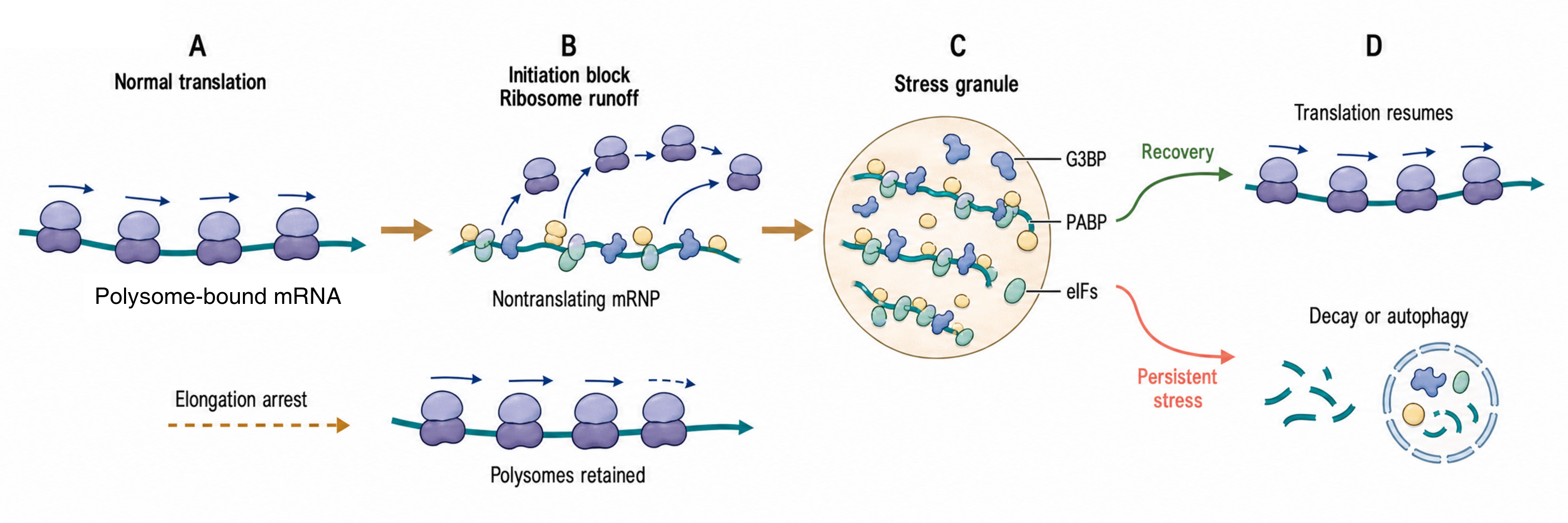 Figure 105.2. Stress granules as a translation-state transition