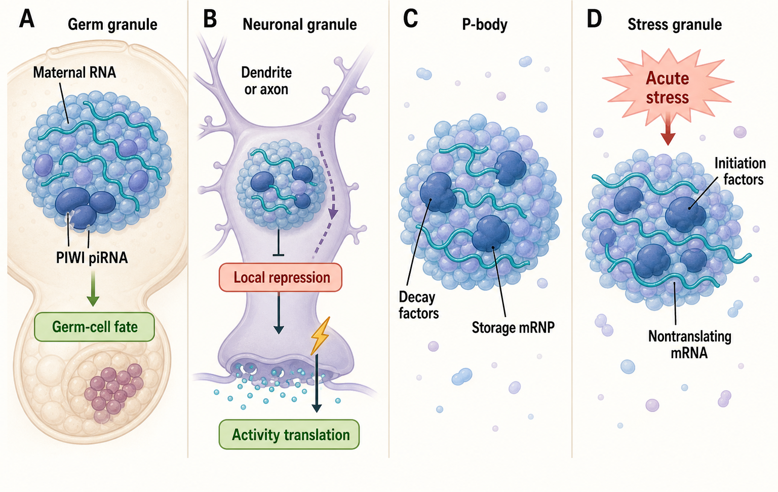 Figure 105.3. Specialized RNP bodies across biological contexts