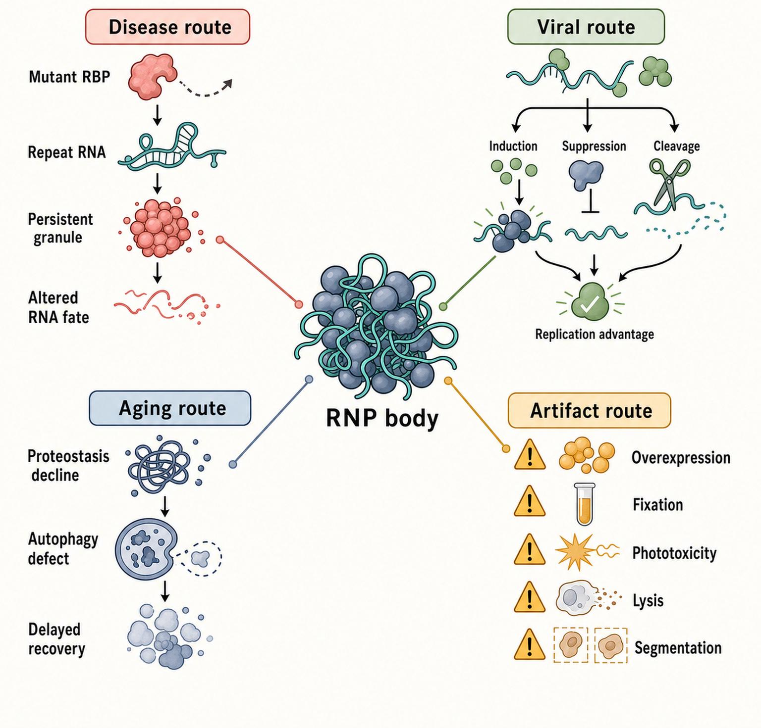 Figure 105.4. Dysfunction, aging, disease, host-granule viral manipulation, and artifact routes
