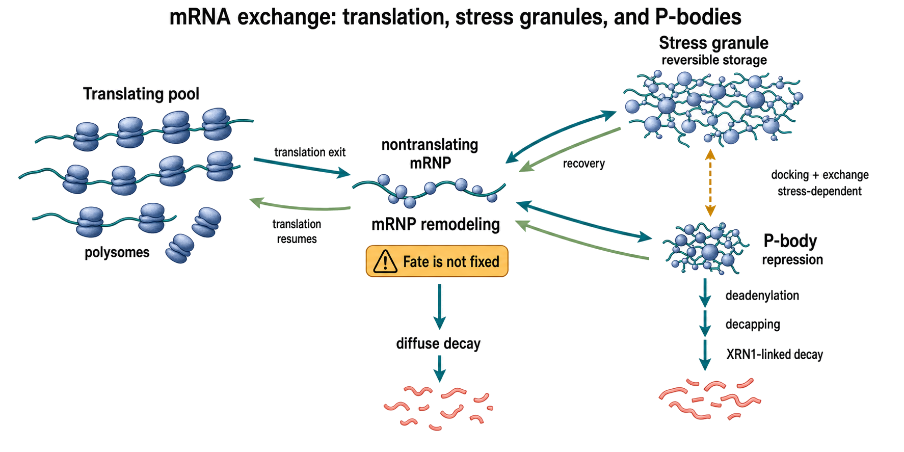 Figure 105.5. RNA exchange among translating pools, stress granules, and P-bodies