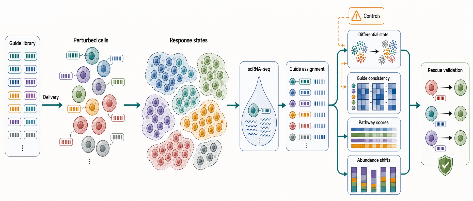 Figure 106.3. From Perturbation to a Causal Cell-State Mechanism