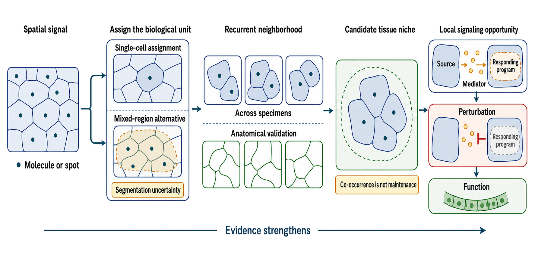 Figure 106.6. From Spatial Co-Occurrence to a Defensible Tissue Niche