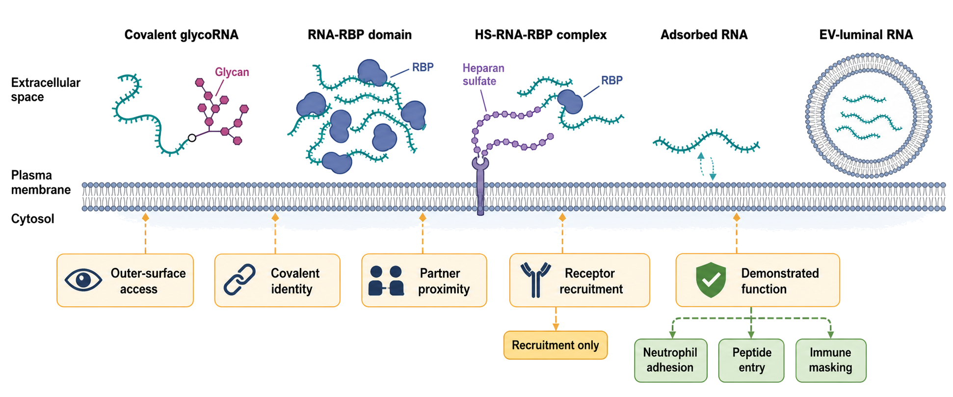 Figure 107.5. Molecular States and Evidence Boundaries of Cell-Surface RNA
