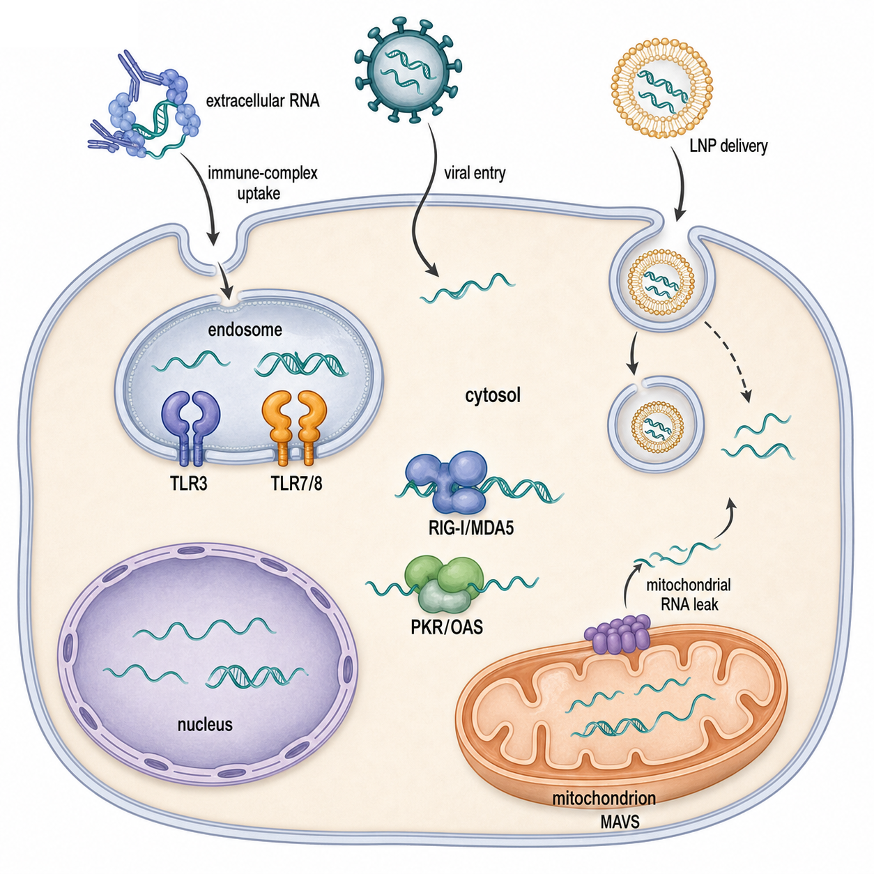 Figure 108.1. Compartmental logic of self versus nonself RNA sensing