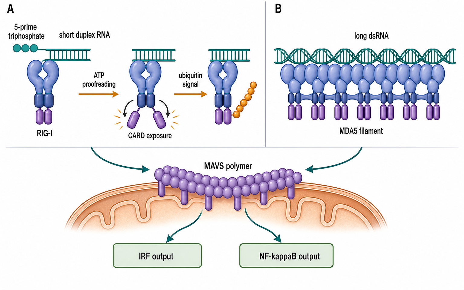 Figure 108.2. RIG-I-like receptor proofreading and MAVS activation