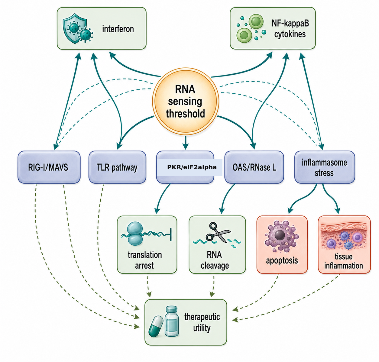 Figure 108.3. Effector outcomes downstream of RNA sensing
