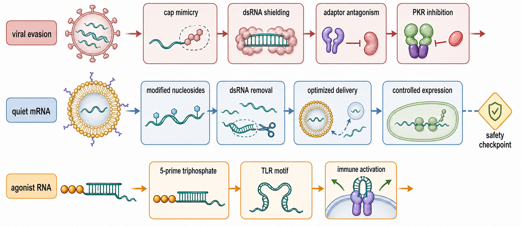 Figure 108.4. Tuning innate sensing in viral evasion and RNA therapeutics
