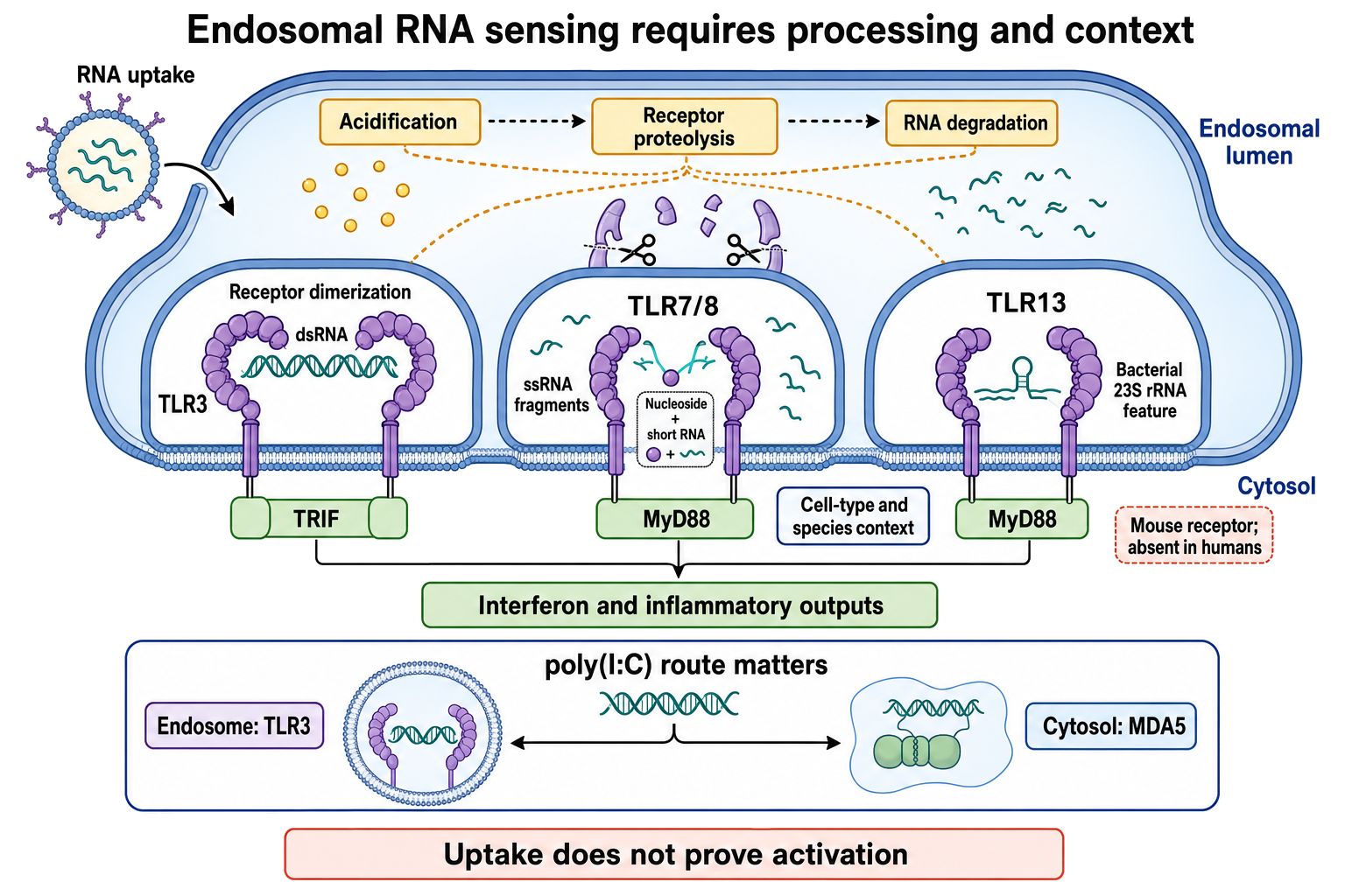 Figure 108.5. Endosomal RNA processing and adaptor-specific TLR activation