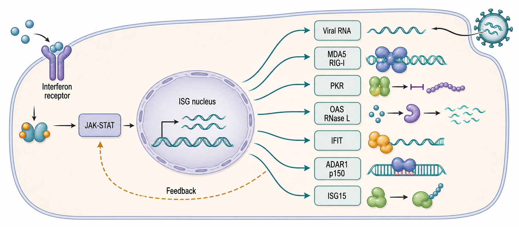 Figure 109.1. Interferon signaling remodels the RNA environment