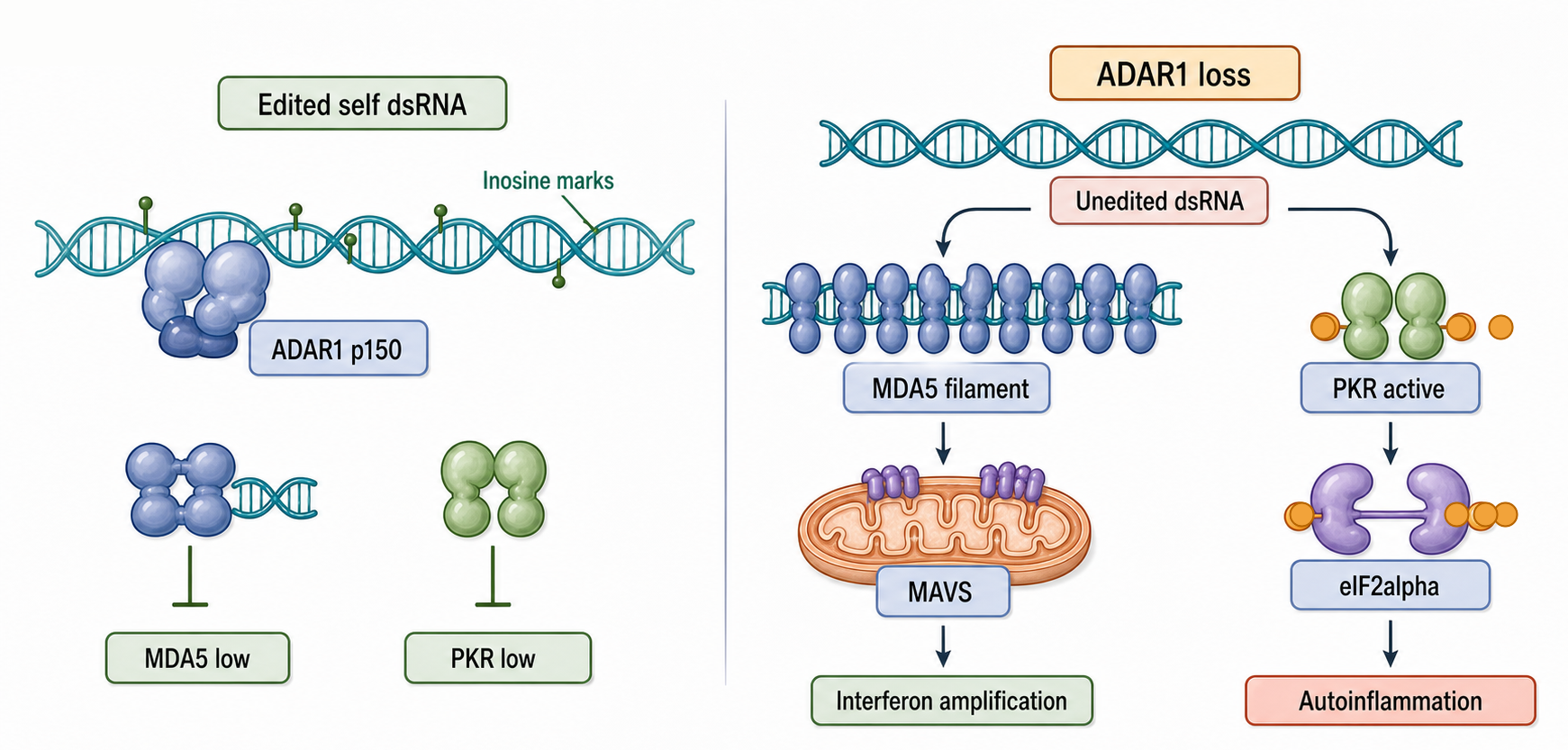 Figure 109.2. ADAR1 separates A-form dsRNA tolerance from ZBP1-dependent death
