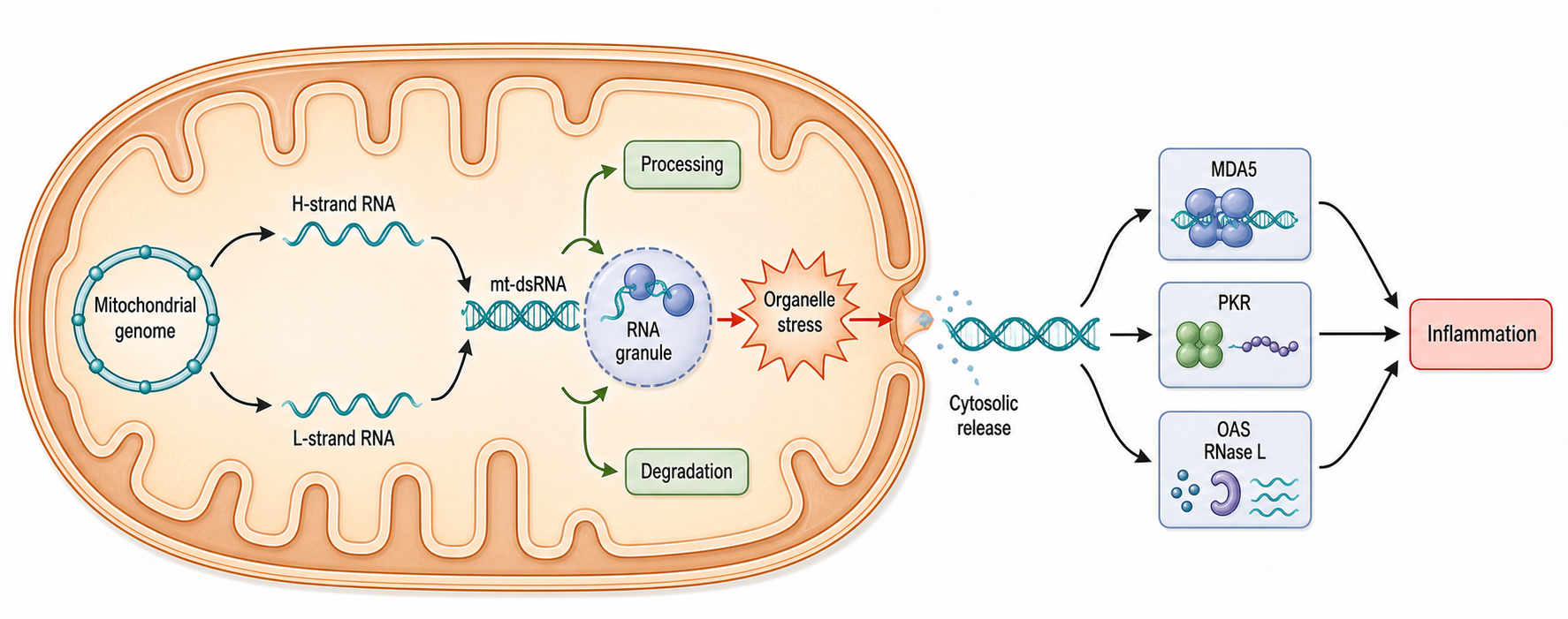 Figure 109.3. Mitochondrial dsRNA production, control, and cytosolic release