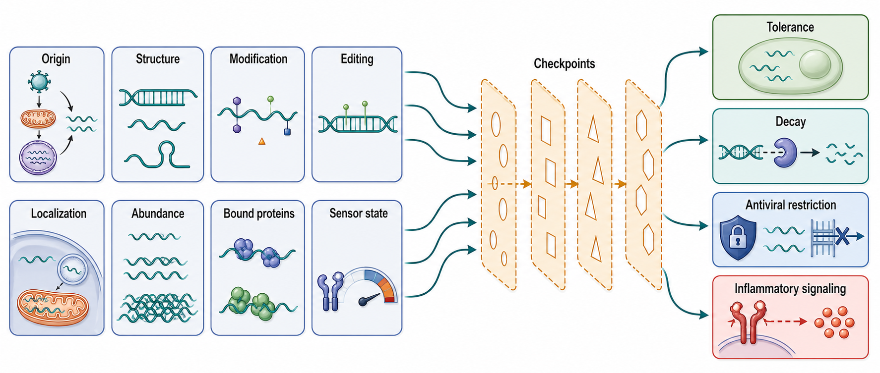 Figure 109.4. Self-nonself discrimination as a multilayer decision