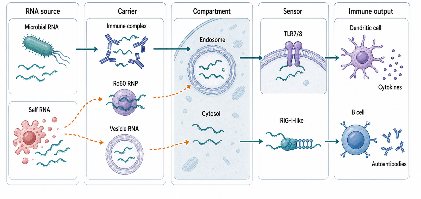 Figure 110.2. Routes from self or microbial RNA to inflammation and autoimmunity