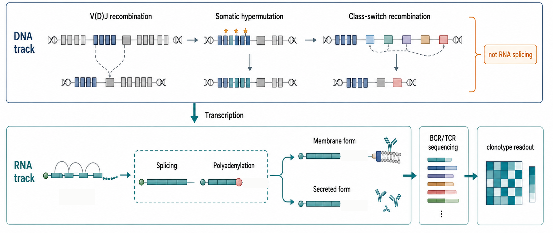 Figure 110.3. DNA diversification and RNA-processing links at antigen receptor loci