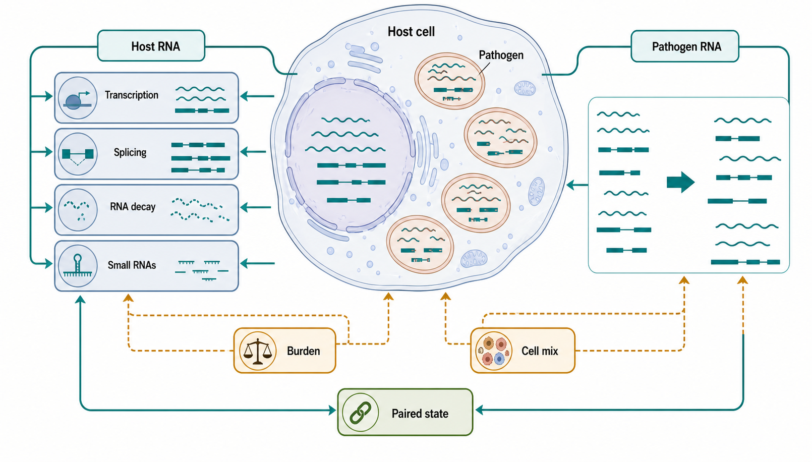 Figure 111.1. A five-axis framework for coupled host and pathogen RNA states