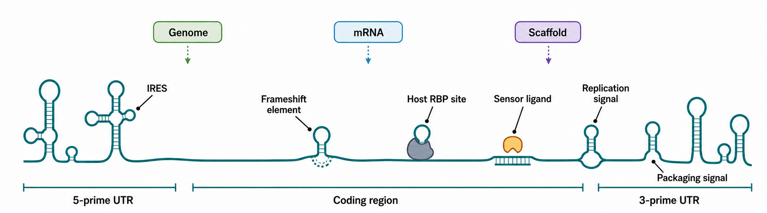 Figure 111.2. Viral RNA as genome, mRNA, scaffold, sensor ligand, and protein-binding platform