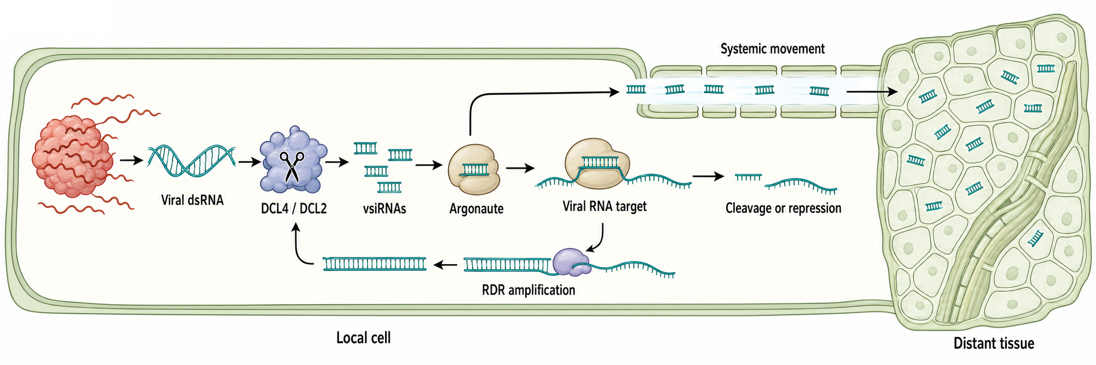 Figure 113.1. Plant antiviral RNA silencing pathway