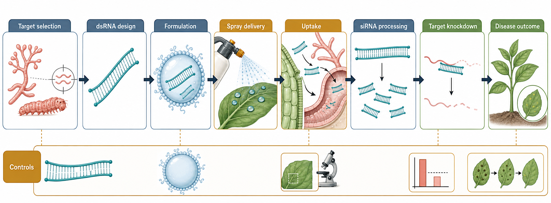 Figure 113.3. Spray-induced gene silencing workflow for disease control