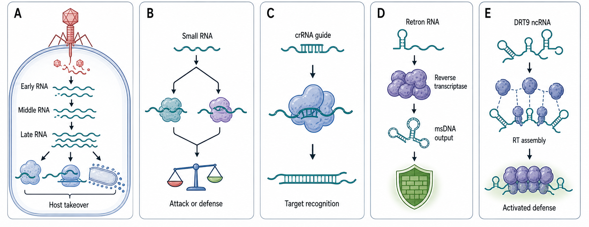 Figure 114.2. Phage RNA Takeover and Bacterial RNA-Linked Defense