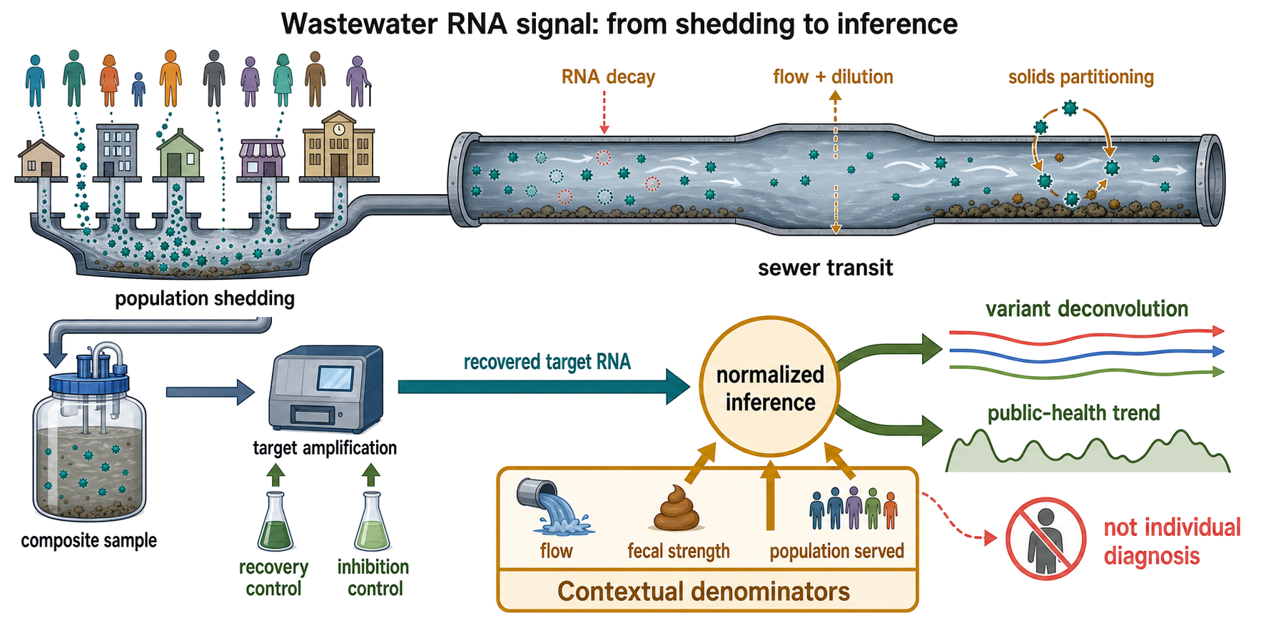 Figure 114.5. From Population Shedding to a Normalized Wastewater RNA Signal