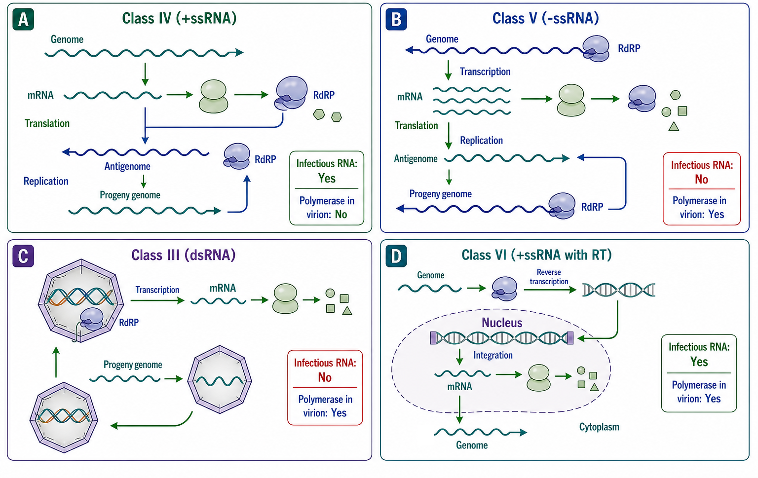 Figure 115.1. Baltimore Classification of RNA Viruses