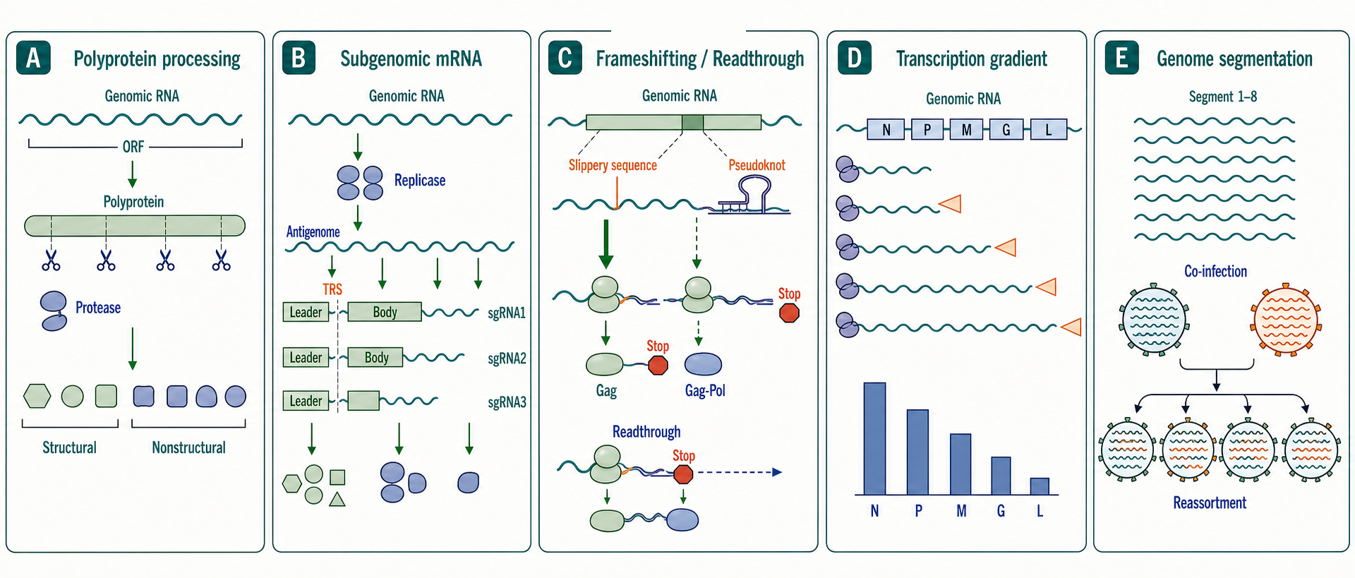 Figure 115.2. RNA Virus Genome Coding Strategies
