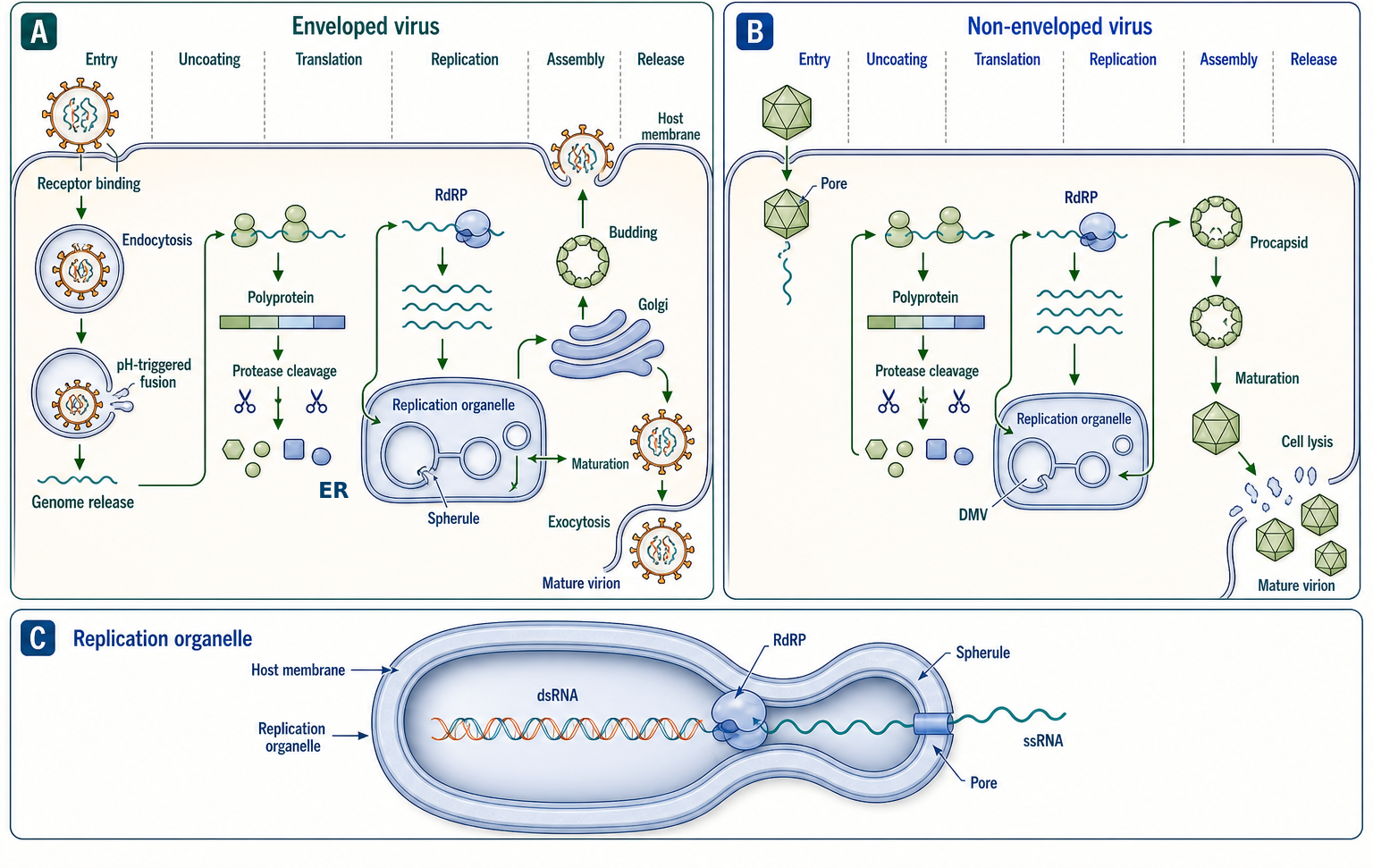 Figure 115.3. The RNA Virus Replication Cycle