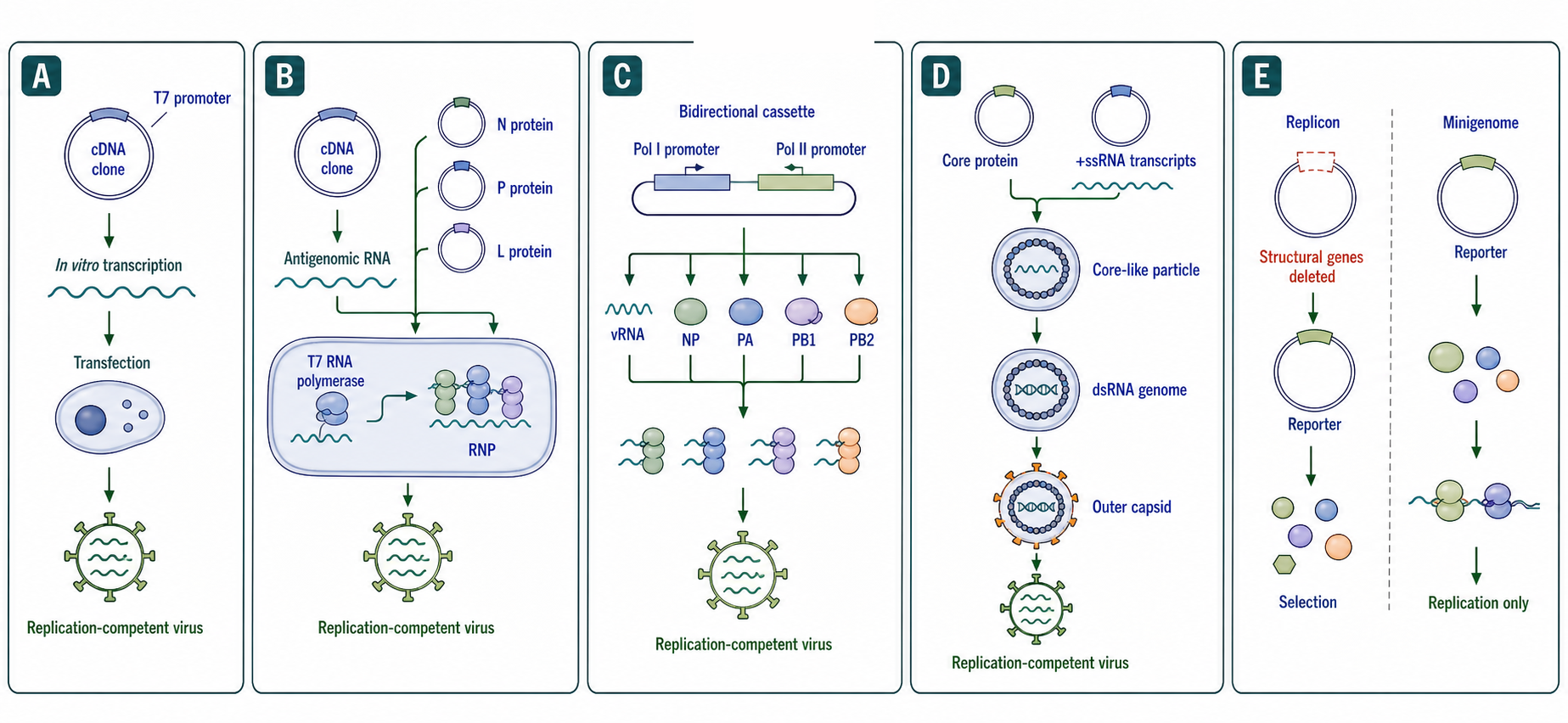 Figure 115.5. Reverse Genetics Workflows for RNA Viruses
