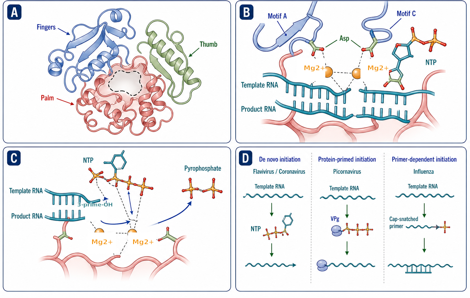 Figure 116.1. Polymerase operation within a replication-transcription complex