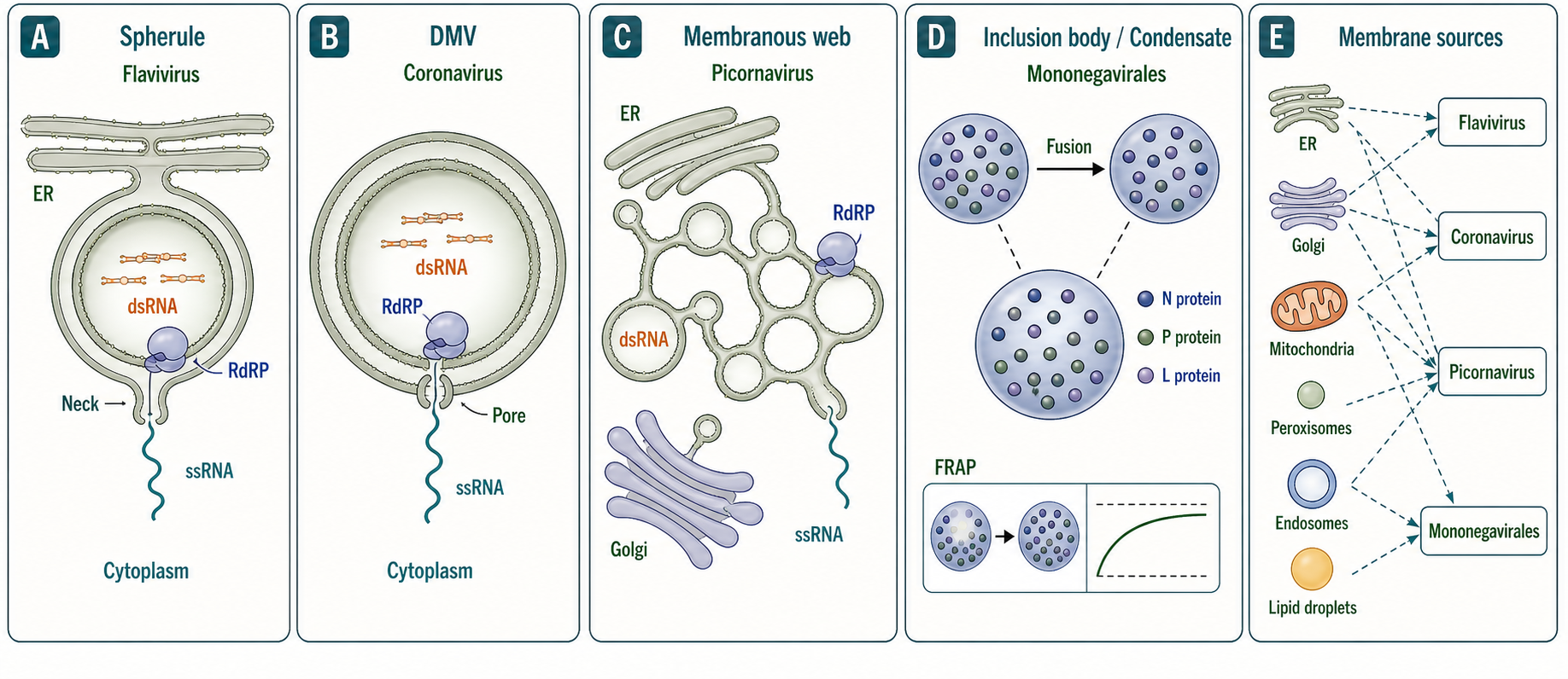 Figure 116.3. RNA-virus replication organelles and factories