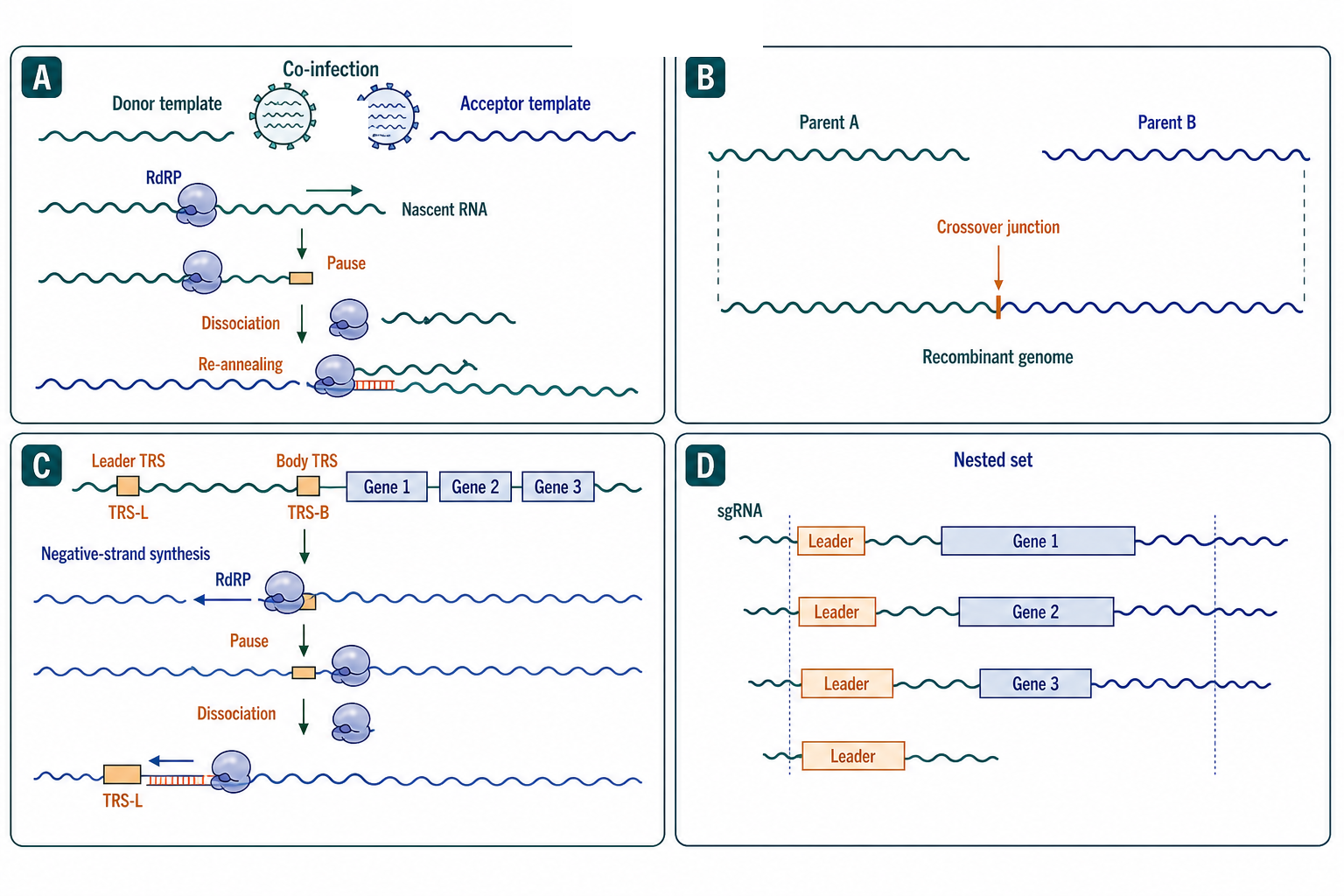 Figure 116.4. Template switching, programmed transcription, and defective-genome formation