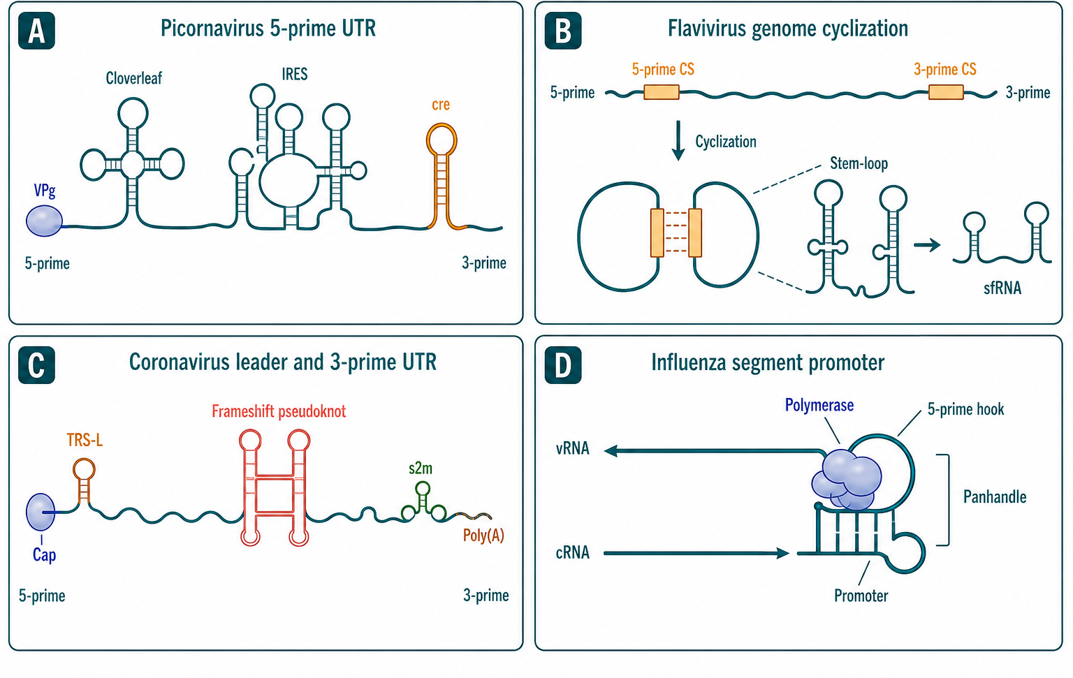Figure 117.1. Regulatory Architecture of Viral Untranslated Regions and Cis-Acting Replication Elements