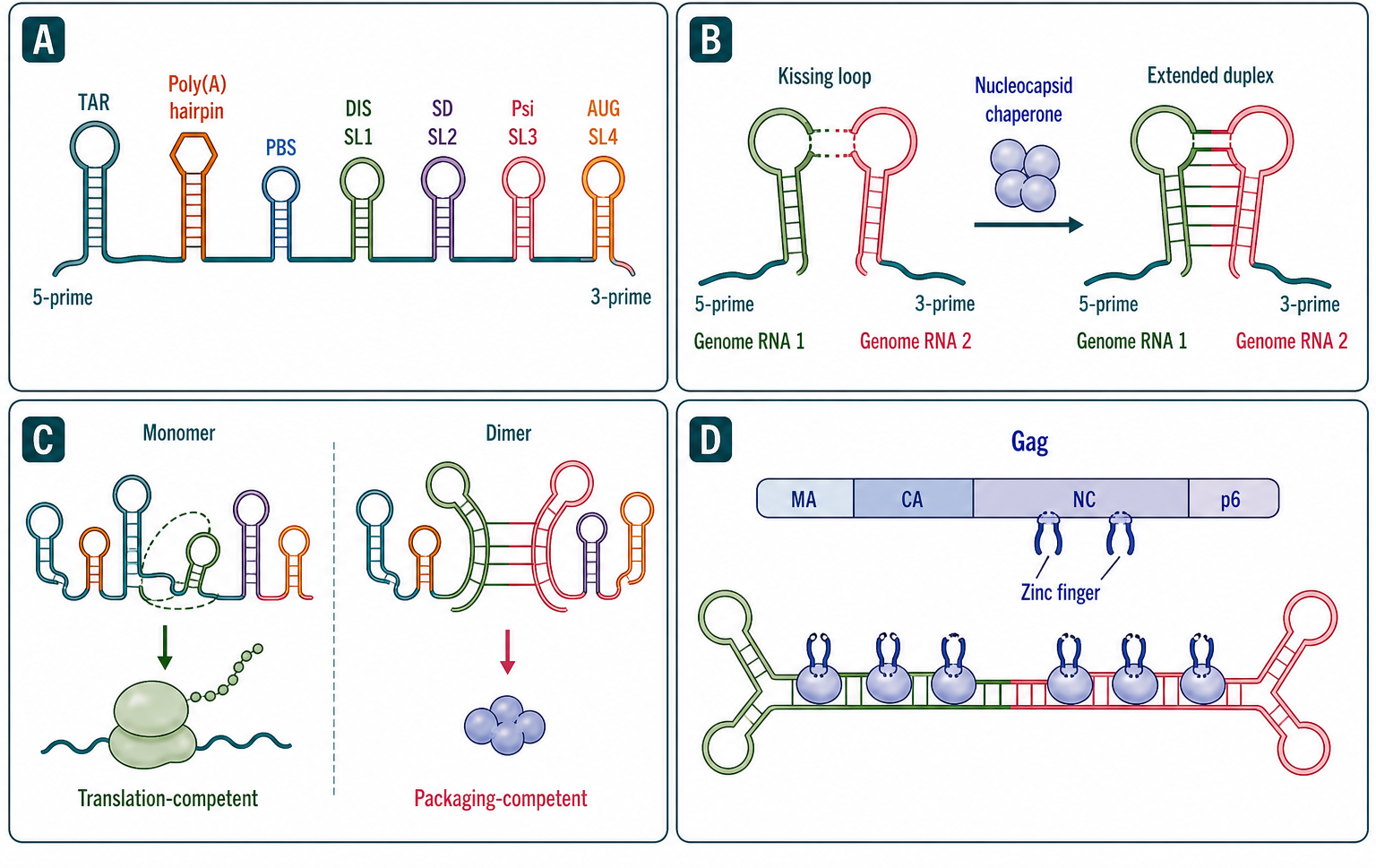 Figure 117.3. HIV-1 5′ UTR Structural Ensemble: Dimerization, Packaging, and Conformational Switching