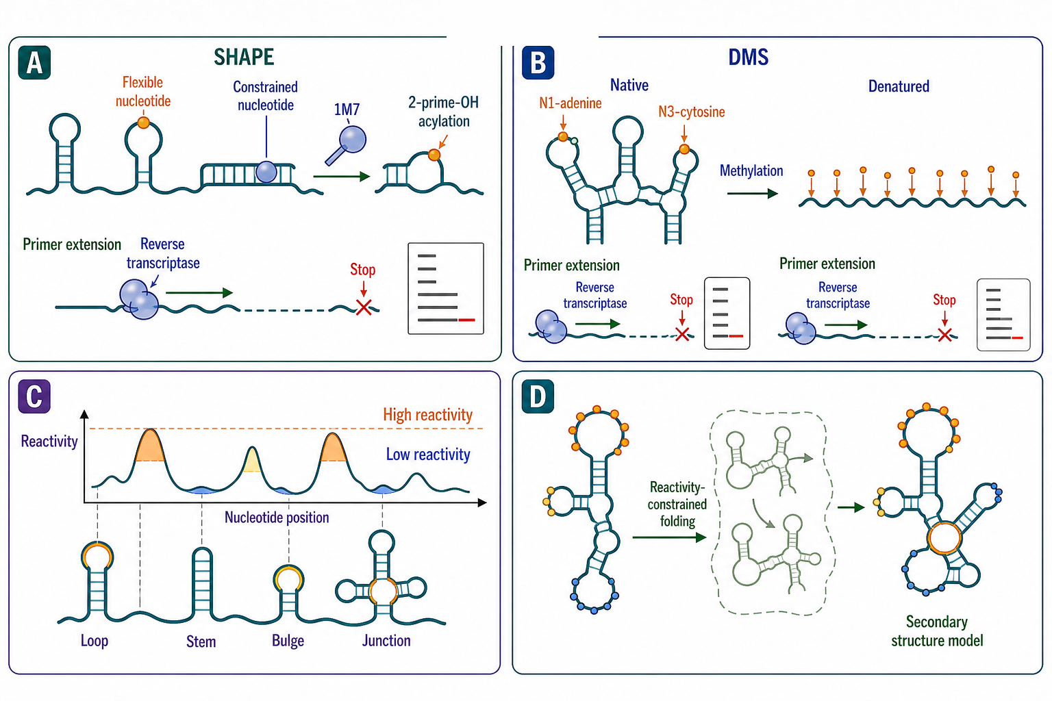 Figure 117.4. Chemical Probing of Viral RNA Structure