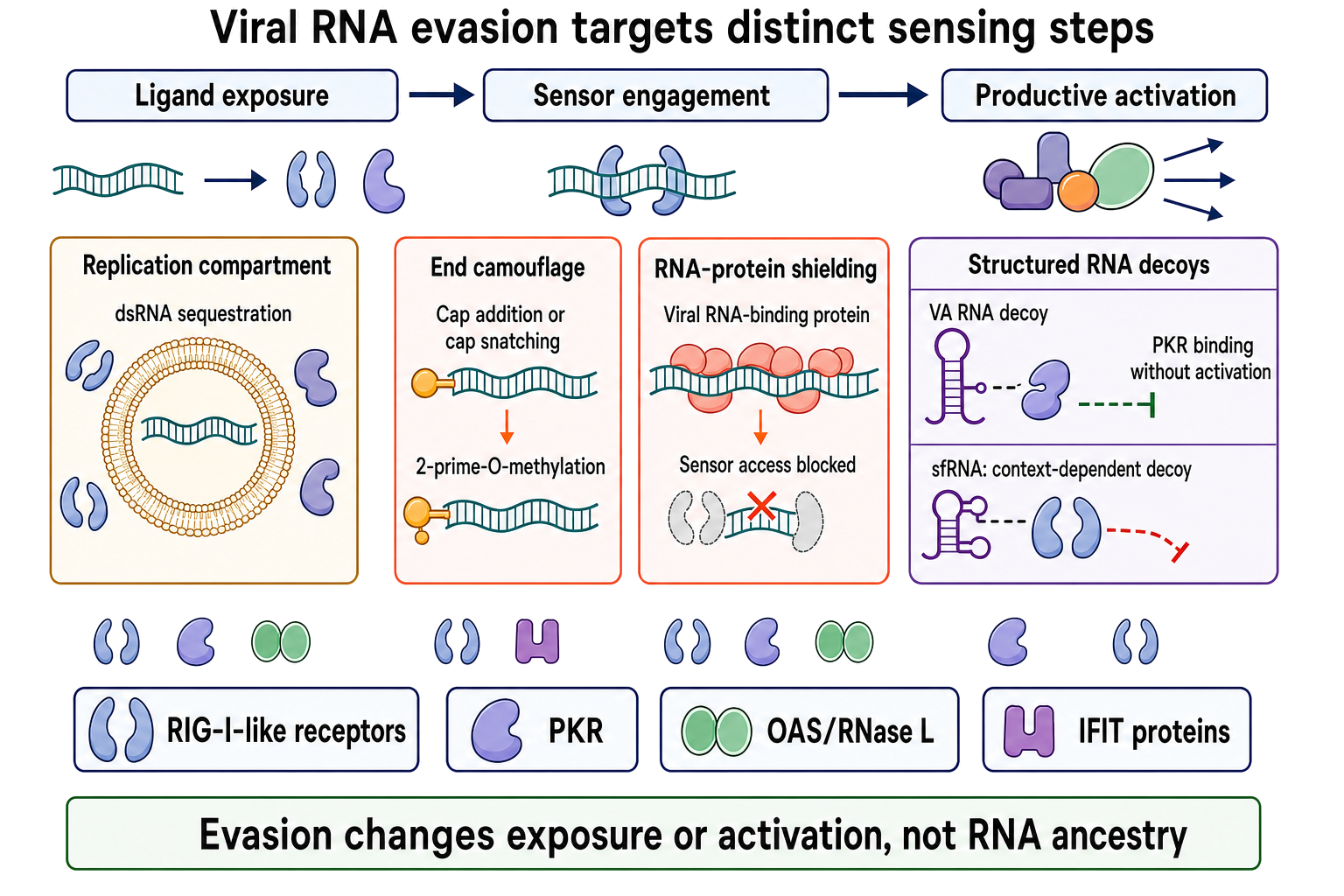 Figure 117.5. Viral RNA Immune-Evasion Mechanisms Mapped to the Sensing Step They Defeat