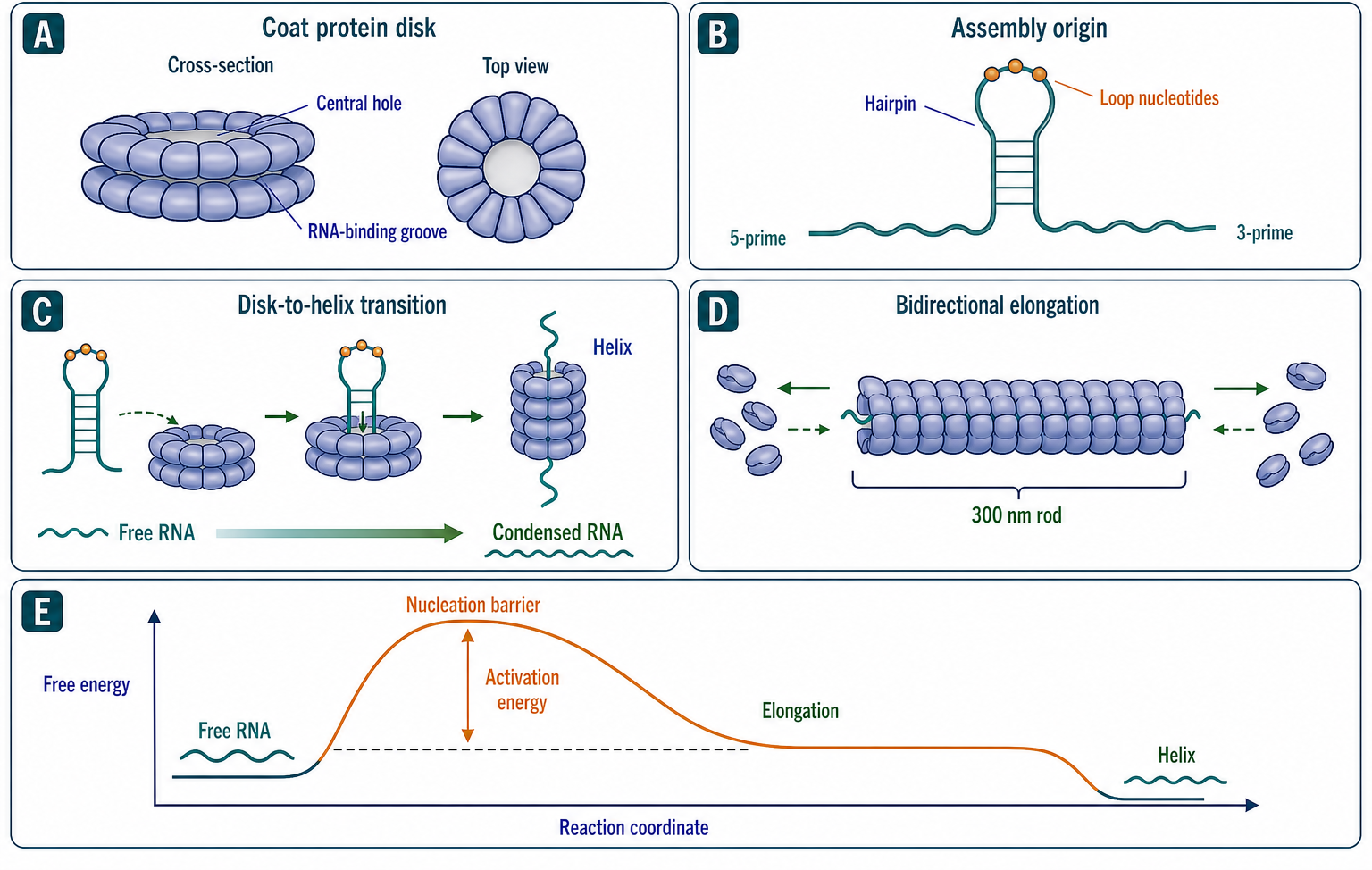 Figure 118.1. Tobacco mosaic virus assembly as the paradigm of viral RNA condensation