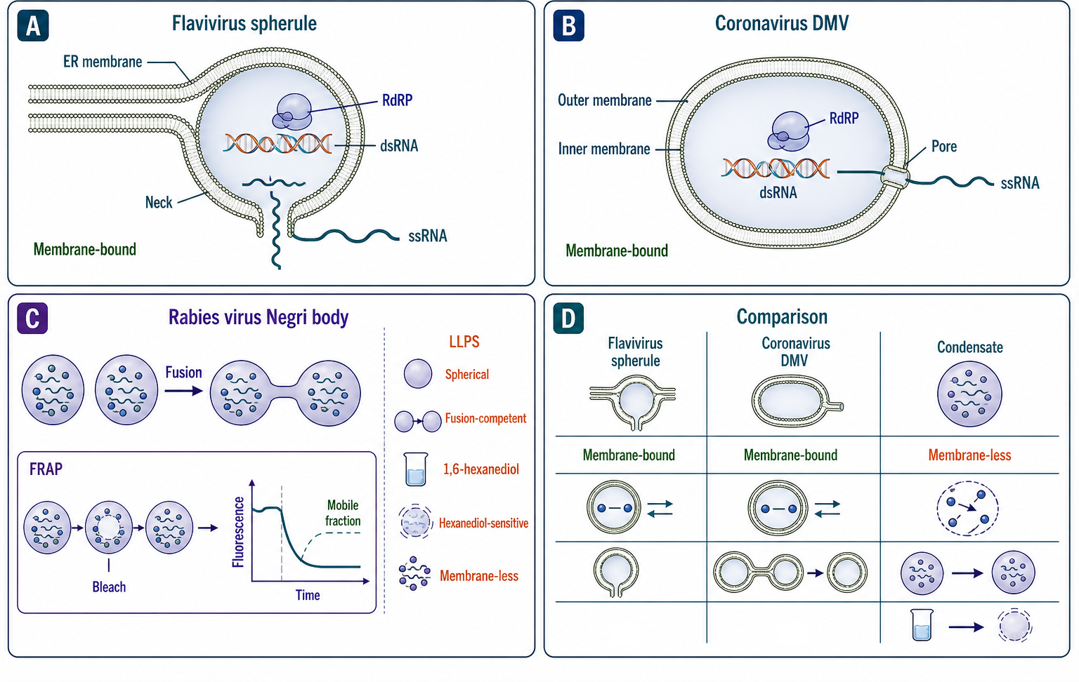 Figure 118.2. Context-specific material states of viral factories and replication organelles