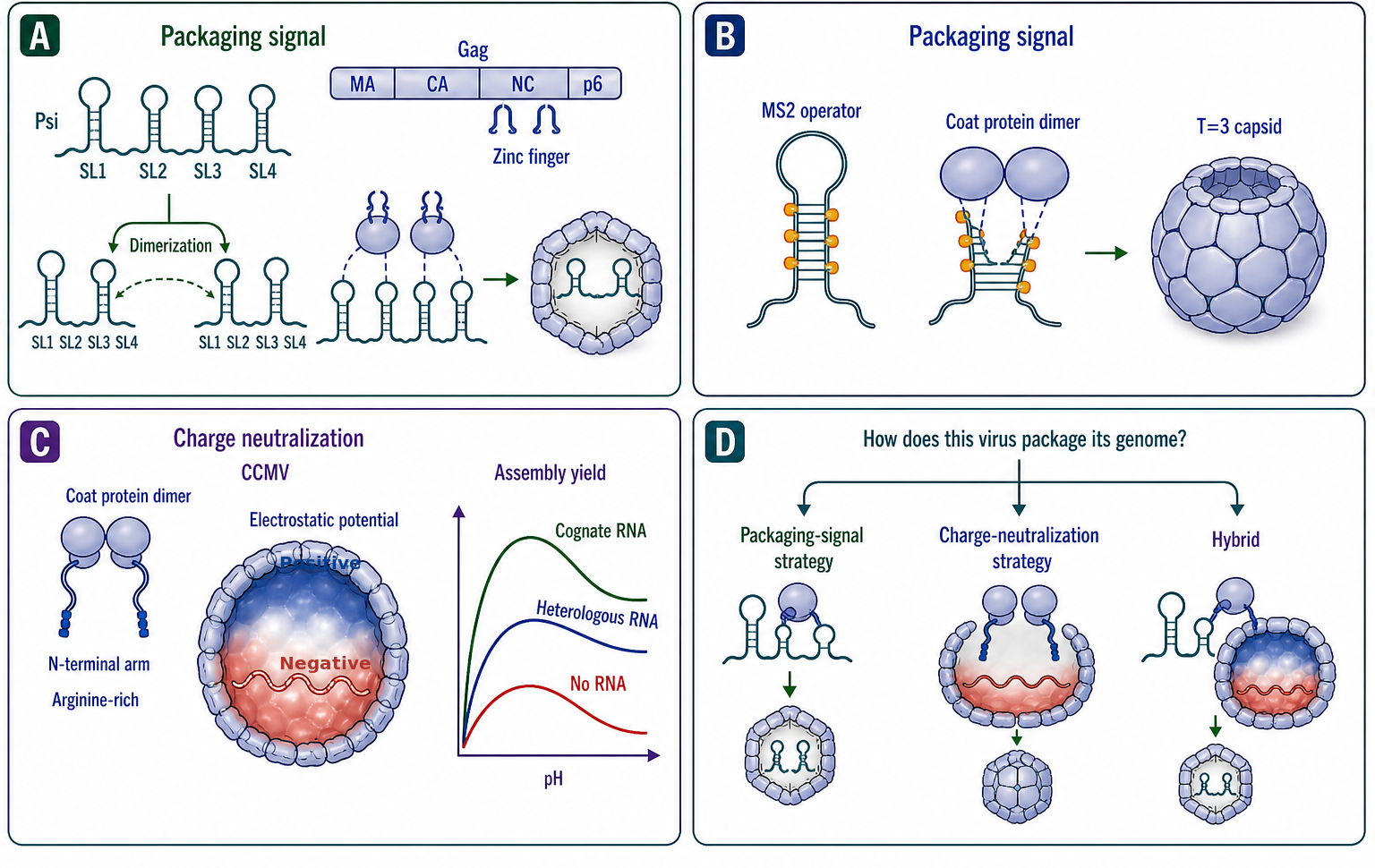 Figure 118.3. Two strategies for selective ssRNA genome packaging