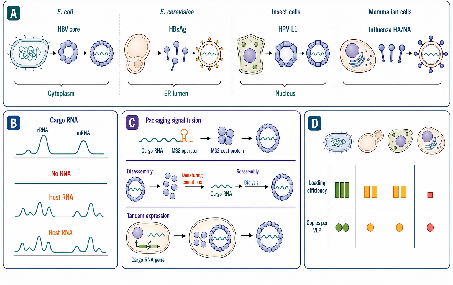 Figure 118.4. Virus-like particle production platforms and RNA cargo composition