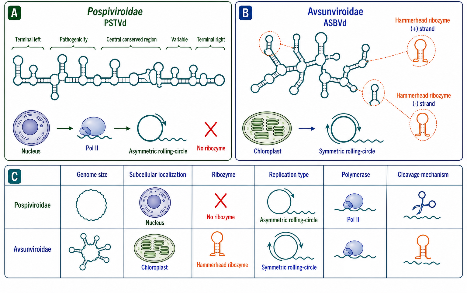 Figure 119.1. Viroid Families — Pospiviroidae versus Avsunviroidae