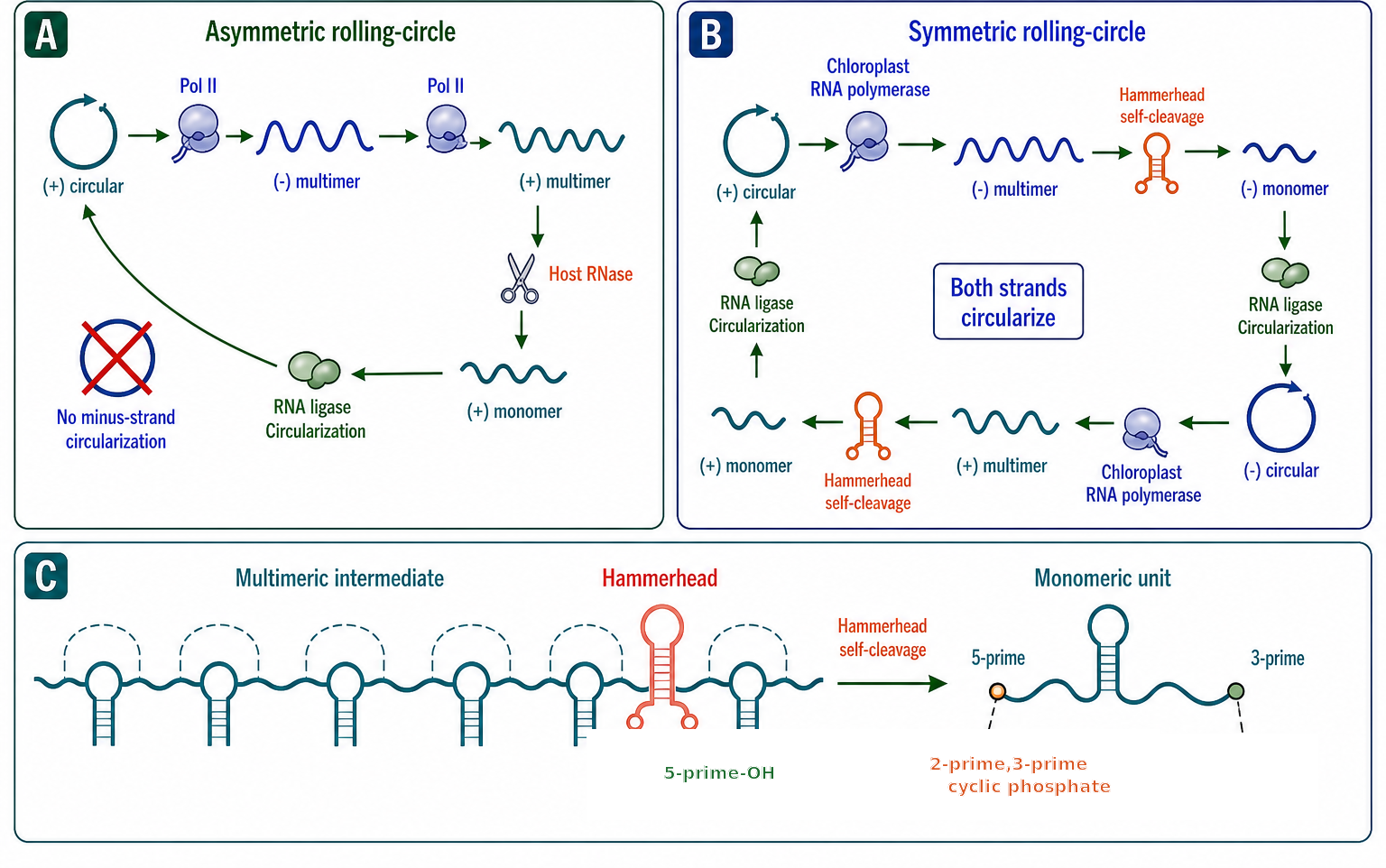 Figure 119.2. Rolling-Circle Replication Mechanisms in Viroids