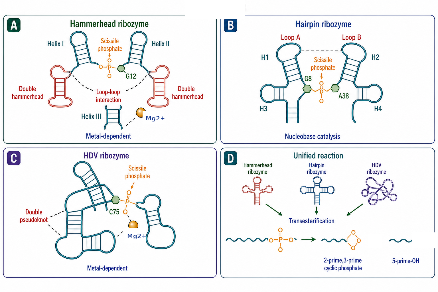 Figure 119.3. Ribozyme Architectures in Plant Pathogens and HDV