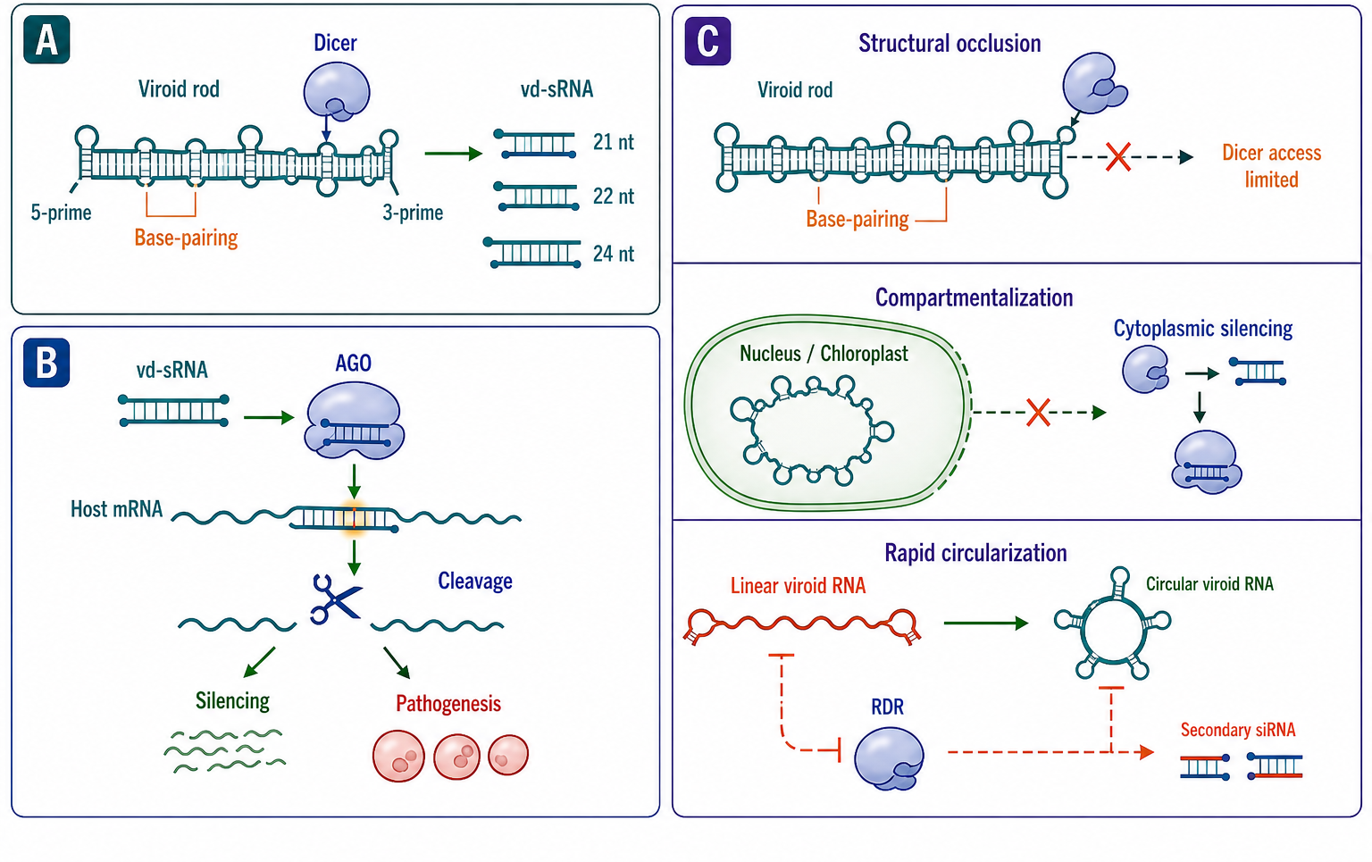 Figure 119.4. RNA Silencing and Viroid Defense in Plants