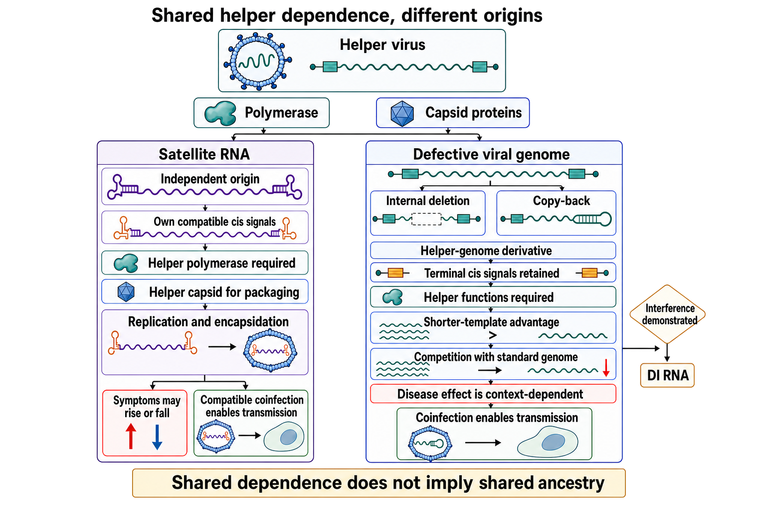 Figure 119.5. Helper-Virus Dependence in Satellite RNAs versus Defective Interfering RNAs