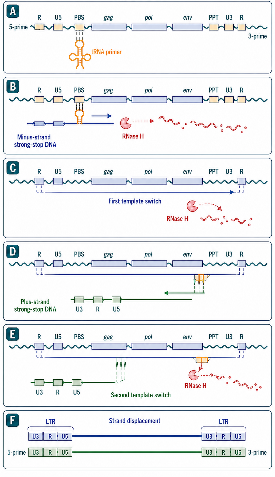 Figure 120.1. Stepwise retroviral reverse transcription and LTR generation