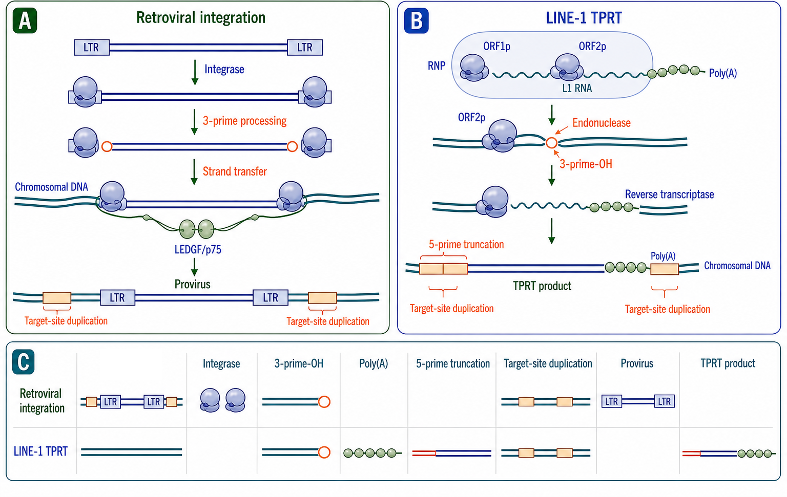 Figure 120.2. Target-primed reverse transcription and product signatures
